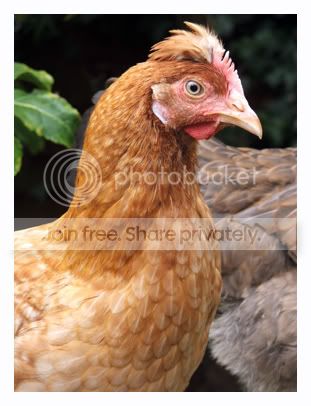 patsy.jpg