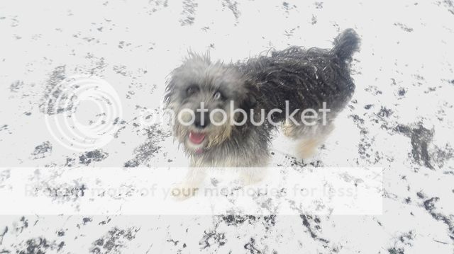 IMG_20170211_140100_zpsauzpzfpr.jpg