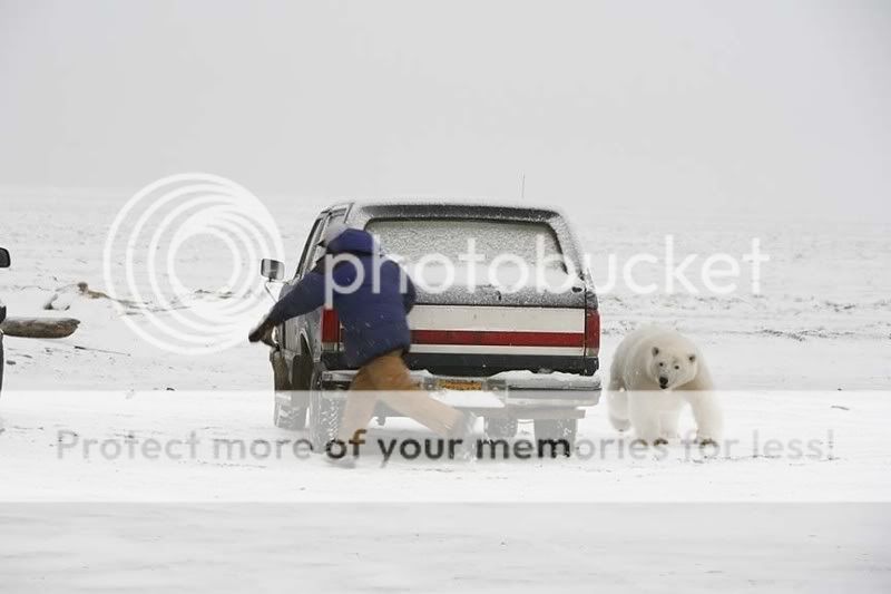 Hide &amp; Seek With A Polar Bear