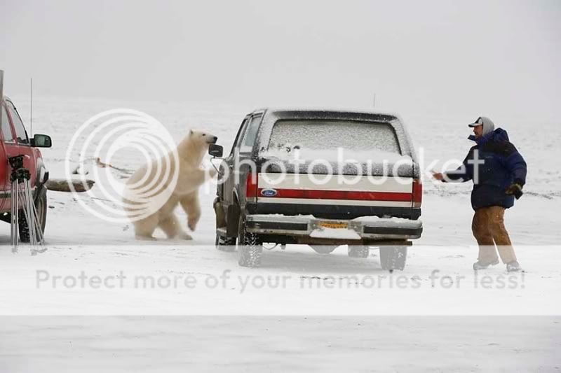 Hide &amp; Seek With A Polar Bear