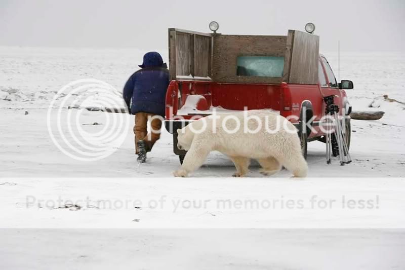Hide &amp; Seek With A Polar Bear