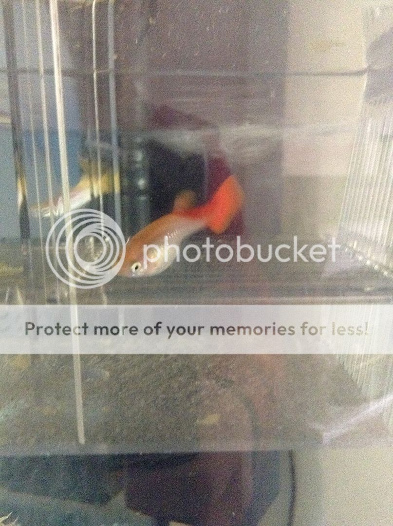 Pregnant Guppy, When To Separate? Tropical Fish Forums 🐠