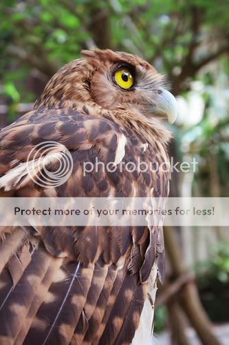 Philippine Eagle Owl