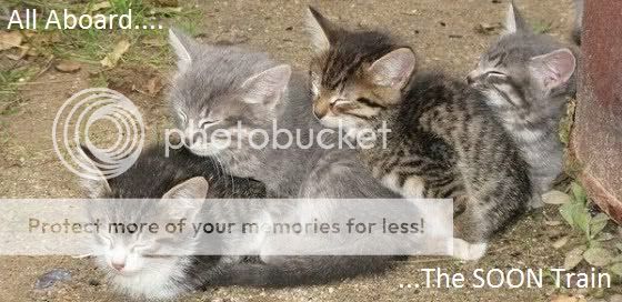 cat_sleeping_train_SOON.jpg