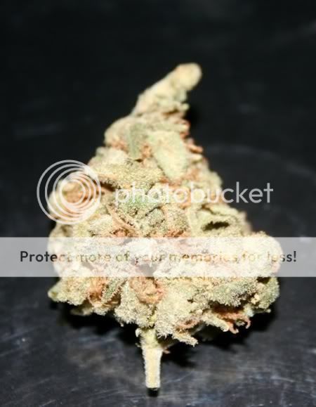 Posted Image