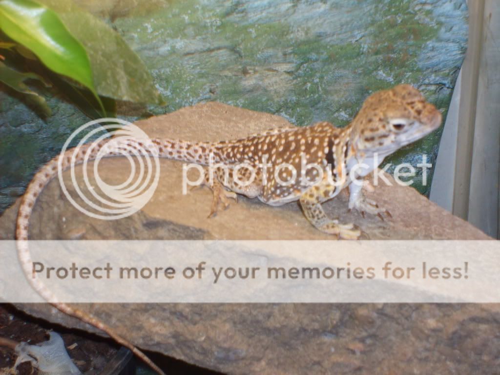 Eastern male and female collared lizards sale lowestoft Reptile Forums