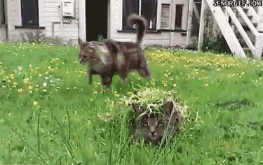 grass-cat.gif